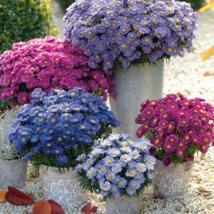 May include: A collection of potted aster flowers in various shades of purple, blue, and lavender. The flowers have yellow centers and are in decorative pots. The arrangement is set on a bed of small pebbles, with some fallen leaves visible.