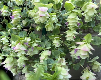 Origanum Kent Beauty, Ornamental Cascade Oregano Herb Plant, Well-rooted Plug