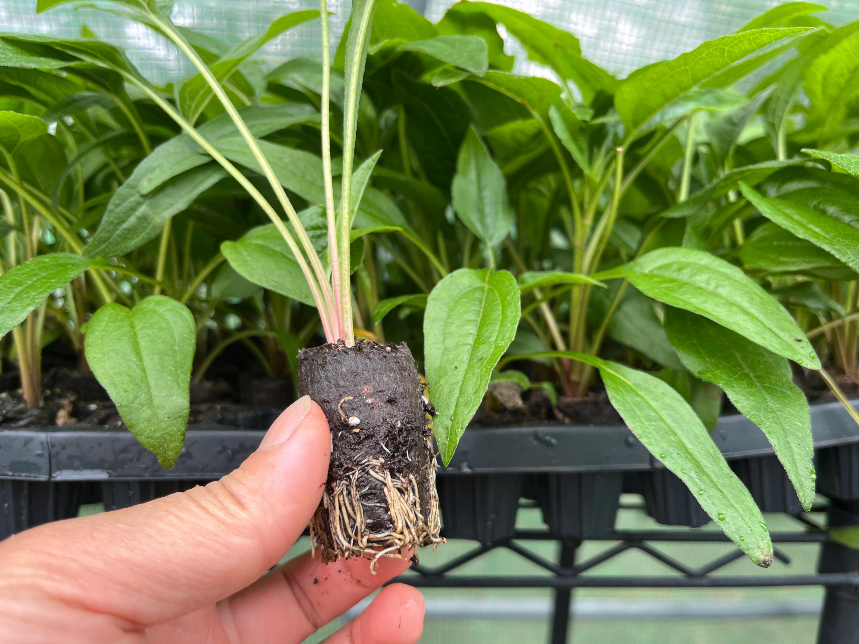 Echinacea Plant Starter: Live Perennial Coneflower for Pollinator Gardens -  Etsy