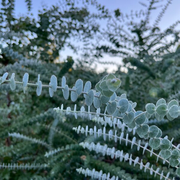 Pre-order Eucalyptus Live Plant, Spa Plant, Well Rooted Plugs, Wonderful Varieties