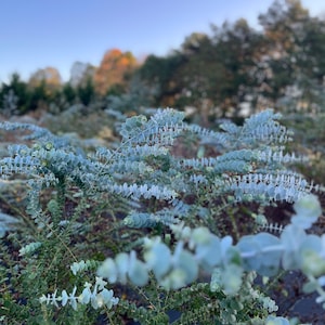K&ouml;nnte beinhalten: Nahaufnahme von Silberdollar-Eukalyptuspflanzen mit runden, silbrig-blauen Bl&auml;ttern. Der Hintergrund ist verschwommen und zeigt B&auml;ume und einen blauen Himmel. Die Bl&auml;tter haben eine einzigartige, m&uuml;nzartige Form.