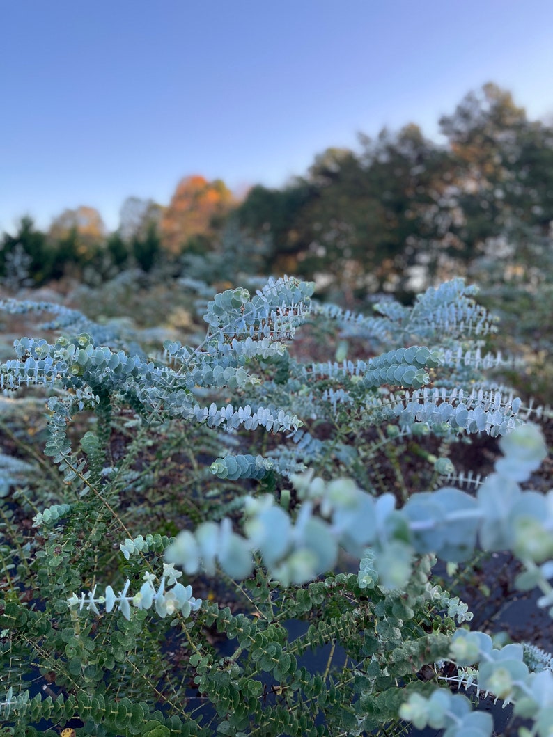 K&ouml;nnte beinhalten: Nahaufnahme von Silberdollar-Eukalyptuspflanzen mit runden, silbrig-blauen Bl&auml;ttern. Der Hintergrund ist verschwommen und zeigt B&auml;ume und einen blauen Himmel. Die Bl&auml;tter haben eine einzigartige, m&uuml;nzartige Form.
