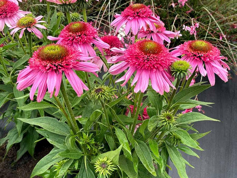 Echinacea Conefections 'Pink Double Delight' Coneflower Plant - Thumbnail 3