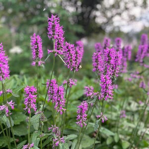 May include: Close-up of vibrant purple flowers with green foliage. The flowers are in full bloom, with a tall, spiky shape. The image is taken outdoors, with a blurred background of green and white.