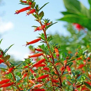 May include: A close-up of a bush with bright red flowers. The flowers are tubular in shape and have a delicate, almost translucent appearance. The bush is in full bloom, with many flowers visible. The background is a blurred out blue sky.