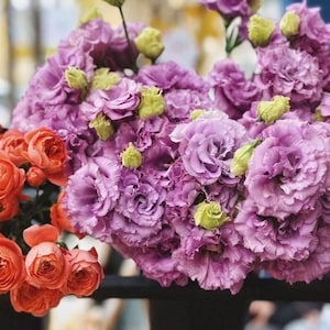 Live Lisianthus Plant Celeb Series - A Special Flowering Plug for Garden Home Decor Wedding