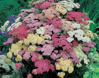 Achillea ( Yarrow) Live Plants, "Summer Pastels Mix" Plants For SALE