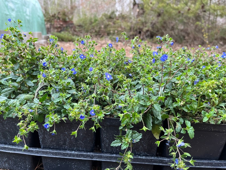 CarolinaLavenderFarm Veronica Georgia - Thumbnail 4