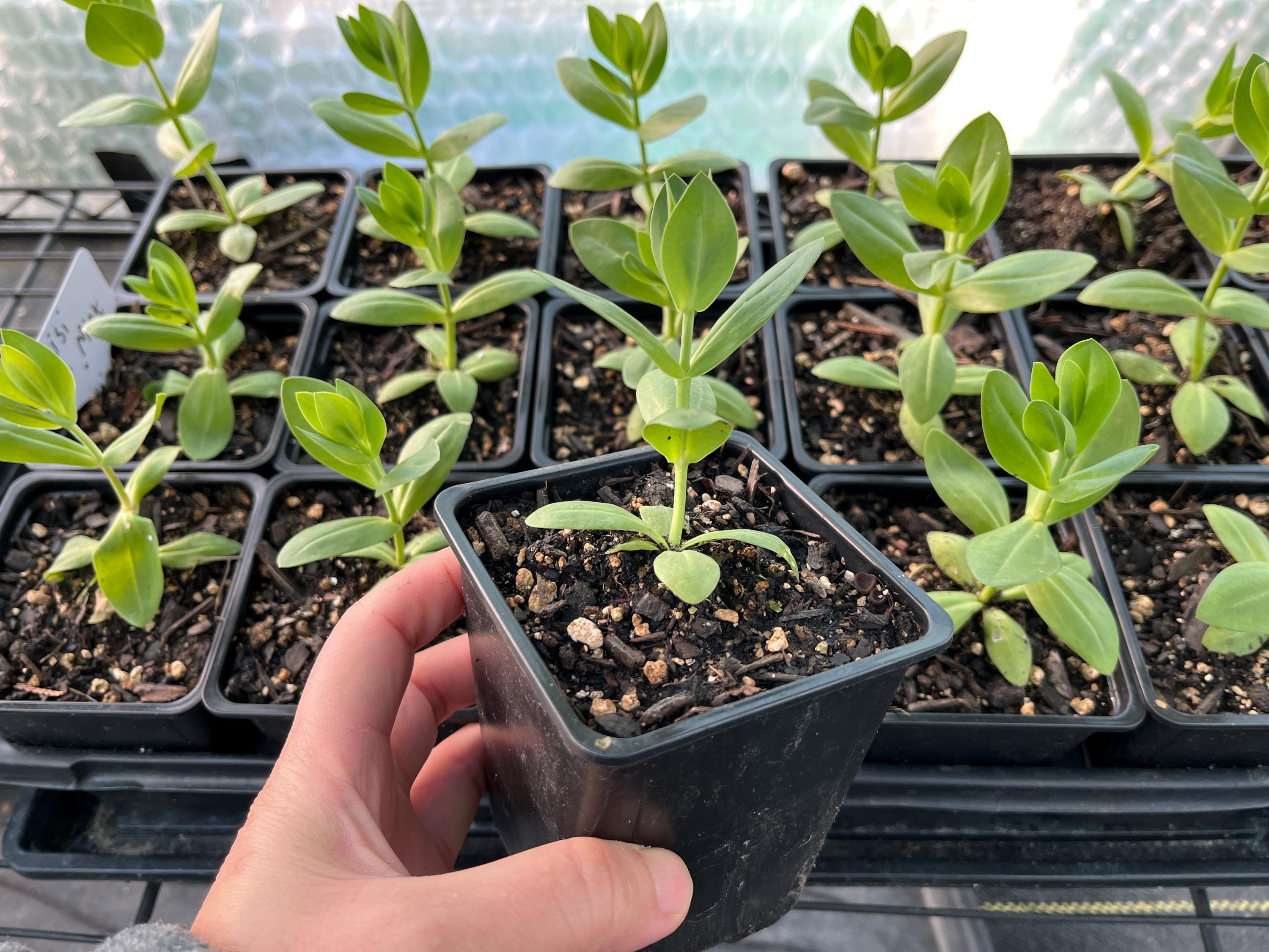 Lisianthus Live Plant, Well Rooted Plants in 2" - 3 1/4" Pots