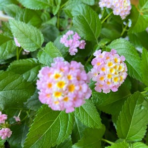 May include: A cluster of Lantana flowers featuring small, rounded blooms with soft pink outer petals and bright yellow centers. The flowers are surrounded by vibrant, serrated green leaves that have a distinct veined texture throughout the plant.
