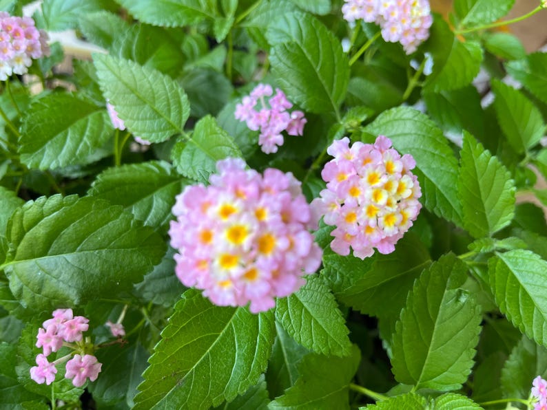 May include: A cluster of Lantana flowers featuring small, rounded blooms with soft pink outer petals and bright yellow centers. The flowers are surrounded by vibrant, serrated green leaves that have a distinct veined texture throughout the plant.