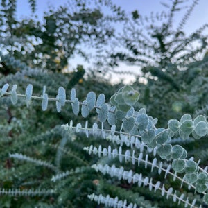 K&ouml;nnte beinhalten: Nahaufnahme einer silbergrauen Pflanze mit kleinen, runden Bl&auml;ttern. Die Pflanze hat ein bereiftes Aussehen, mit einem verschwommenen Hintergrund aus &auml;hnlichem Laub und einem Hauch von blauem Himmel. Das Bild hebt die Textur und Farbe der Pflanze hervor.