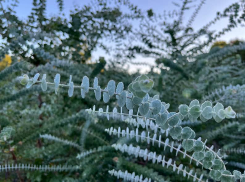 K&ouml;nnte beinhalten: Nahaufnahme einer silbergrauen Pflanze mit kleinen, runden Bl&auml;ttern. Die Pflanze hat ein bereiftes Aussehen, mit einem verschwommenen Hintergrund aus &auml;hnlichem Laub und einem Hauch von blauem Himmel. Das Bild hebt die Textur und Farbe der Pflanze hervor.