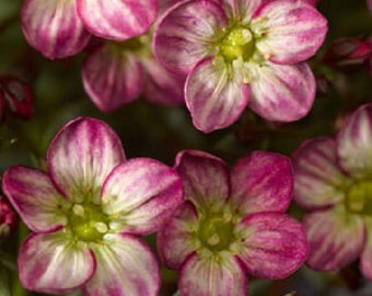 Saxifraga Plant Live, Healthy Starter Plug, Perennial & Long Flowering Plant