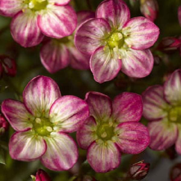 Saxifraga Plant Live, Healthy Starter Plug, Perennial & Long Flowering Plant