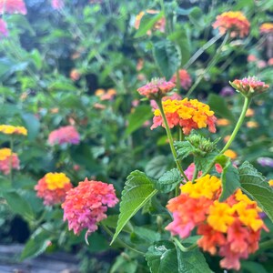 May include: A cluster of lantana flowers featuring vibrant gradients of yellow, orange, and pink petals. The small, rounded flower heads are supported by thin green stems and surrounded by textured, serrated green leaves in a garden setting.