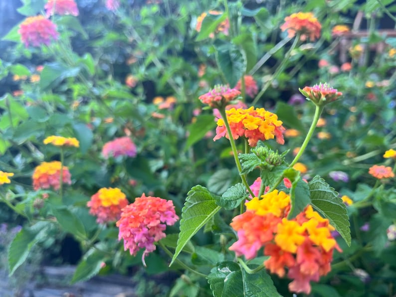 May include: A cluster of lantana flowers featuring vibrant gradients of yellow, orange, and pink petals. The small, rounded flower heads are supported by thin green stems and surrounded by textured, serrated green leaves in a garden setting.