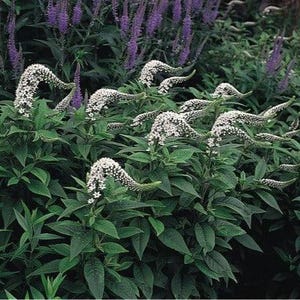 May include: A lush garden scene featuring white flowers with a curved, cascading shape, set against a backdrop of vibrant green foliage and purple flowering plants. The image showcases a variety of textures and colors, creating a visually appealing display of nature.