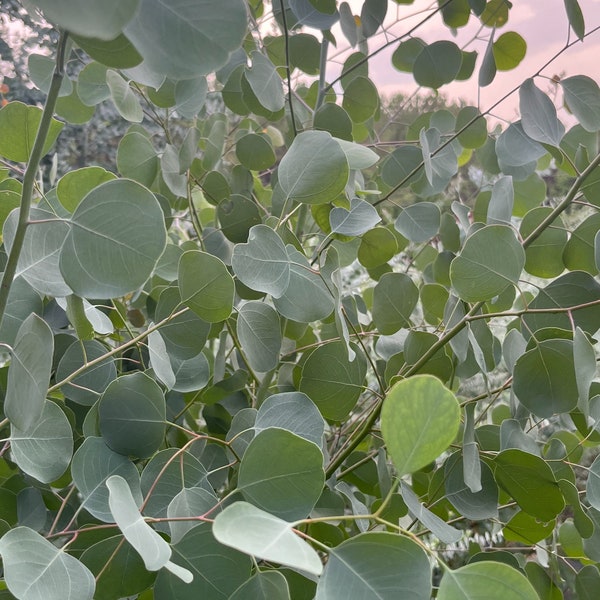 Eucalyptus Cinerea Silver Dollar Tree Live, Healthy Starter Plug Ready to Plant | Evergreen Unique Plant Gift