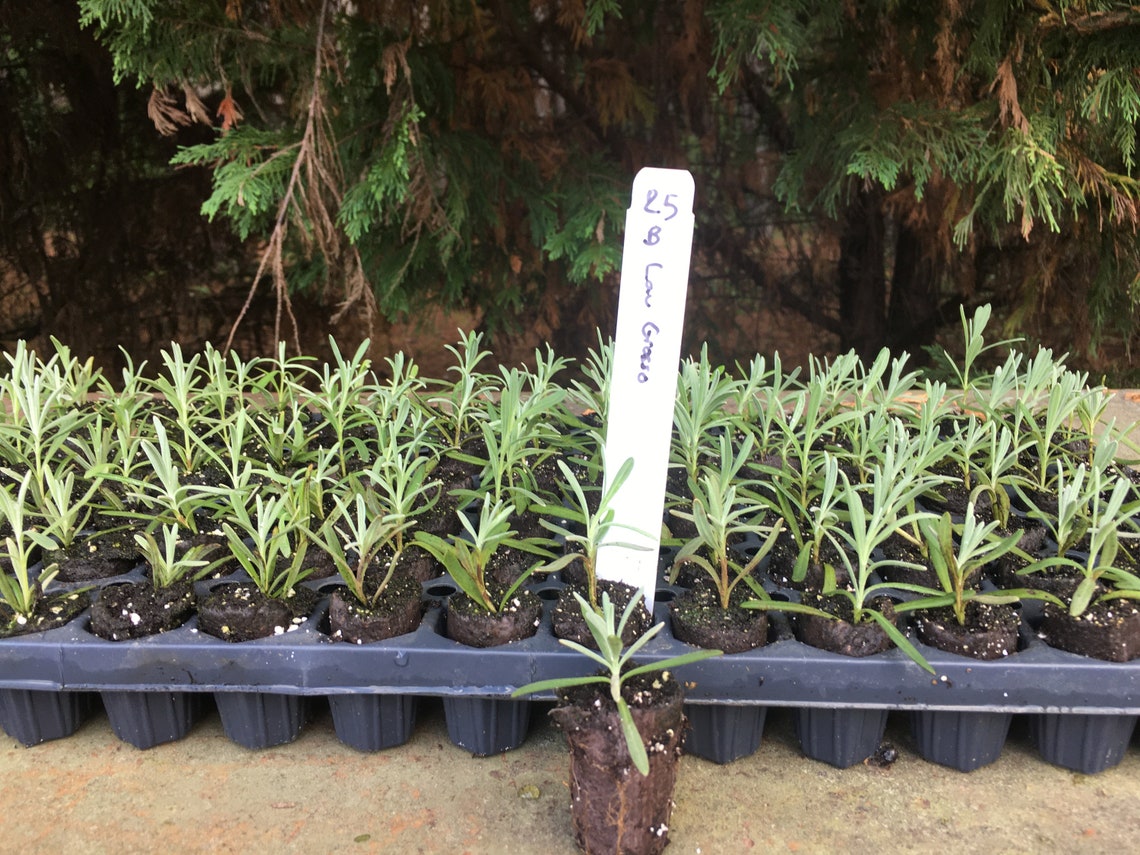 Lavender Live Plants Spa Plants Aromatic Herb Well Rooted Etsy