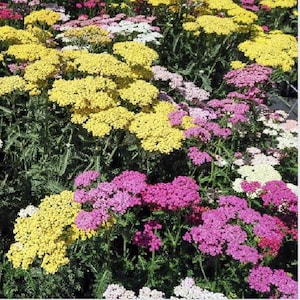 May include: A vibrant field of yarrow flowers in full bloom. The image showcases clusters of yellow, pink, white, and purple blossoms. Green foliage provides a backdrop for the colorful flowers, creating a lively and natural scene.