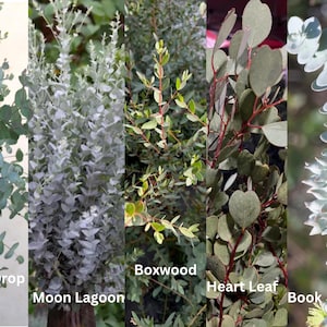Live Eucalyptus Tree / Seedling Plugs – Fresh Aroma Perfect for Home & Garden zdjęcie 10