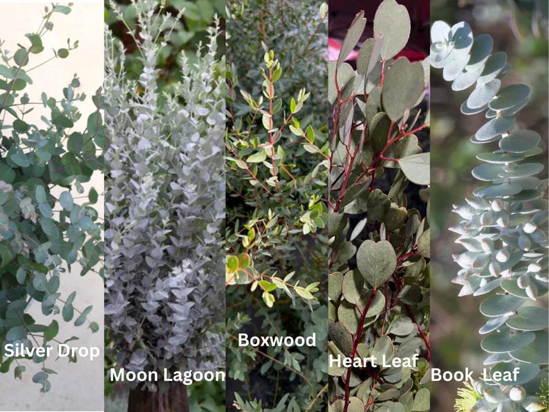 Live Eucalyptus Tree / Seedling Plugs – Fresh Aroma Perfect for Home & Garden zdjęcie 10