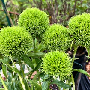 Może przedstawiać: Grupa kwiatów Dianthus barbatus o żywym limonkowym kolorze, znanych jako Green Trick dianthus. Te unikalne kwiaty mają gęste, kuliste główki złożone z licznych cienkich, igiełkowatych płatków osadzonych na mocnych zielonych łodygach.