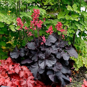 Heuchera Coral Bells ‘Black Forest Cake’ Live Plant - A Stunning Addition to Any Garden or Landscape Design, Easy to Grow