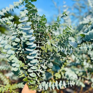 K&ouml;nnte beinhalten: Ein Bund frischer Eukalyptuszweige mit runden, silbrig-blauen Bl&auml;ttern und gr&uuml;nen Stielen. Die Bl&auml;tter haben eine wachsartige Textur und ein angenehmes Aroma. Der Hintergrund ist ein klarer blauer Himmel, der auf eine Umgebung im Freien hindeutet.