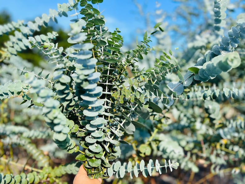 K&ouml;nnte beinhalten: Ein Bund frischer Eukalyptuszweige mit runden, silbrig-blauen Bl&auml;ttern und gr&uuml;nen Stielen. Die Bl&auml;tter haben eine wachsartige Textur und ein angenehmes Aroma. Der Hintergrund ist ein klarer blauer Himmel, der auf eine Umgebung im Freien hindeutet.