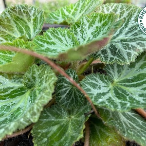 Rare Variegated Strawberry Begonia / Geranium Saxifraga Stolonifera, Collector&#39;s Choice