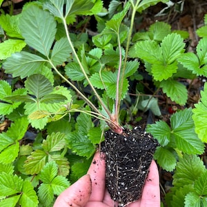 May include: A strawberry plant with vibrant green leaves and a visible root system, held in a hand. The plant is surrounded by other strawberry plants with similar foliage. The image captures a close-up view of the plant's details.