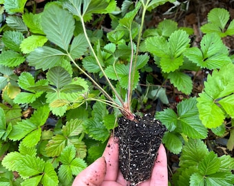 Strawberry Alpine Live Plant, Well-rooted plugs, Healthy Starter Plant, Buy 5 Get 1 for FREE