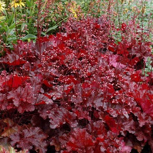 Forever Red Heuchera – Live Coral Bells Plant in 4&quot; Pot