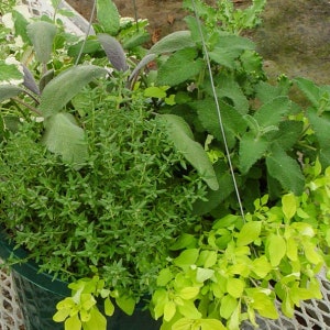 May include: A hanging planter filled with a variety of green herbs, including sage, thyme, and oregano.