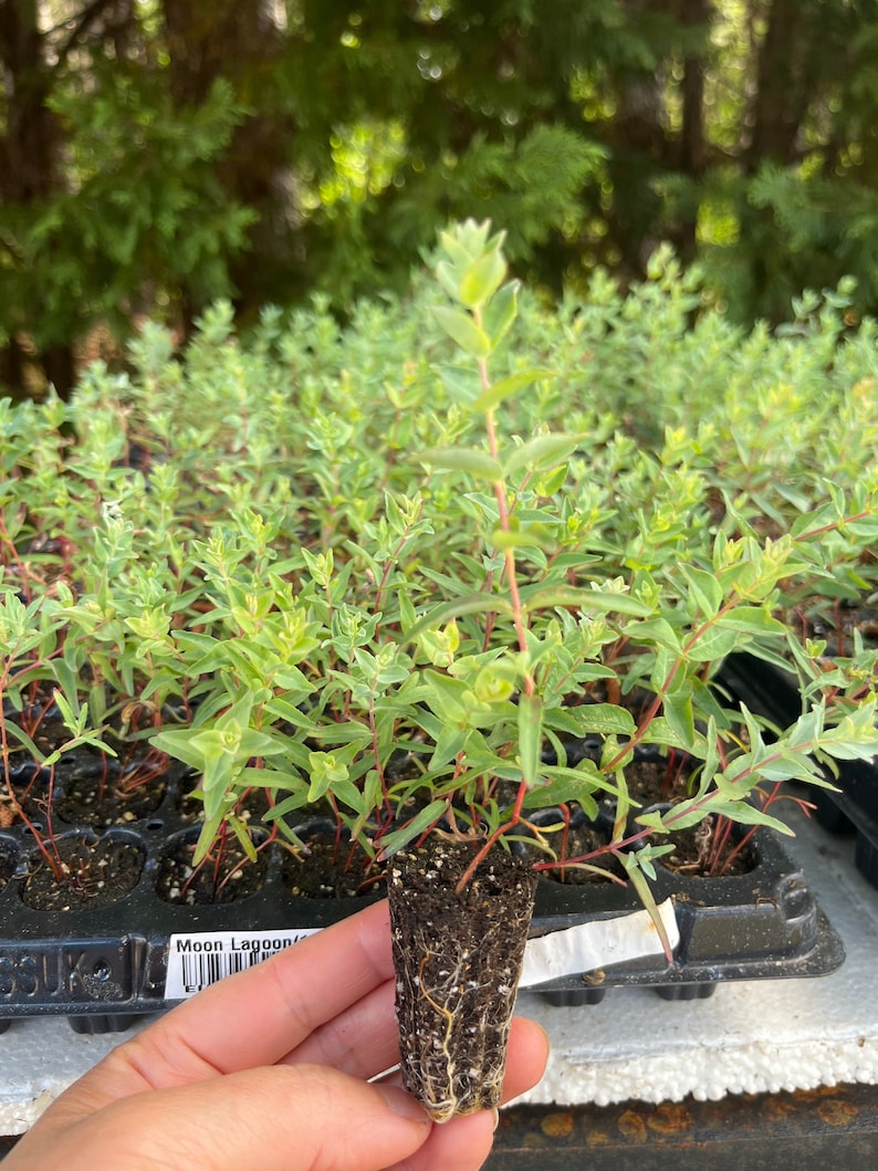 Live Eucalyptus Tree / Seedling Plugs – Fresh Aroma Perfect for Home & Garden zdjęcie 6