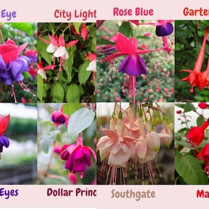 Fuchsia Live Plant, Well-Rooted Plug, Healthy Starter Plants Buy 5 Get 1 for FREE
