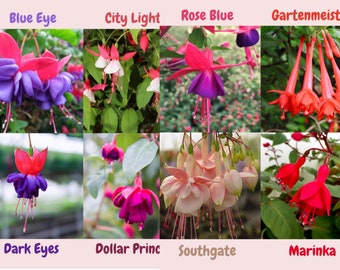 Fuchsia Live Plant, Well-Rooted Plug, Healthy Starter Plants Buy 5 Get 1 for FREE