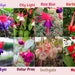 see more listings in the Hummingbird Plants section