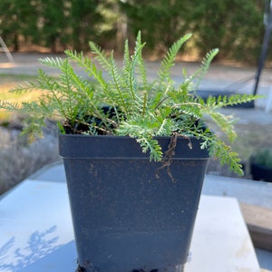 May include: A small potted plant with green feathery leaves in a black plastic pot. The plant is sitting on a white surface.