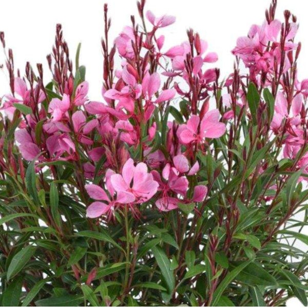 Gaura Lindheimeri or Wand Flower / Bee Blossom Grass Live Plant Quart Pot