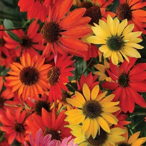 Echinacea &#39;Cheyenne Spirit&#39; Live Plant - A Gold Medal Winner for Pollinator / Native Flower Garden, Long-lived Coneflower Perennial