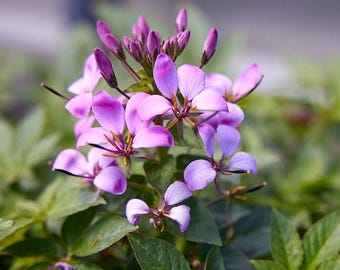 Cleome Spider Flower Starter Plant: Non-stop Blooms Easy to Grow