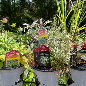 Live Herb Plants Collection, Ready to Grow a Herb Garden