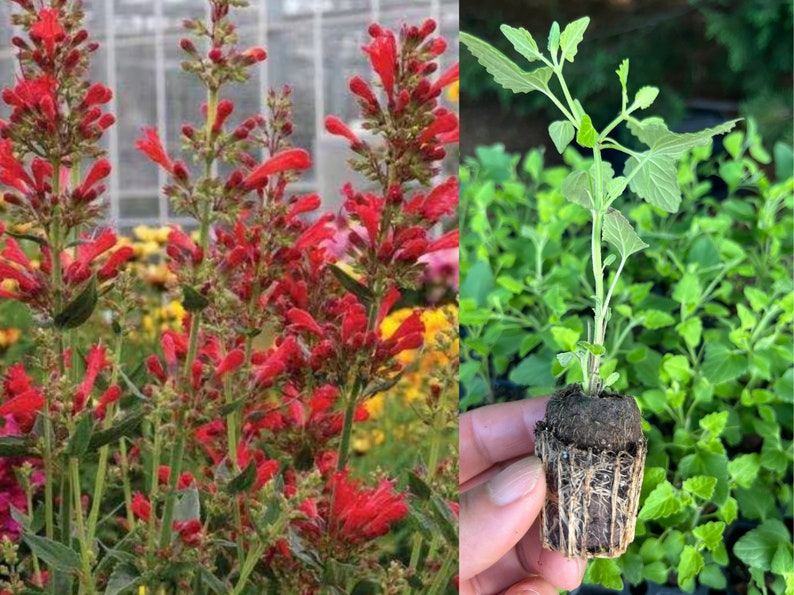 Agastache / Hummingbird Mint / Hyssop Live Plants, Healthy Starter Plants Buy 5 Get 1 For FREE Agastache Kudos Red