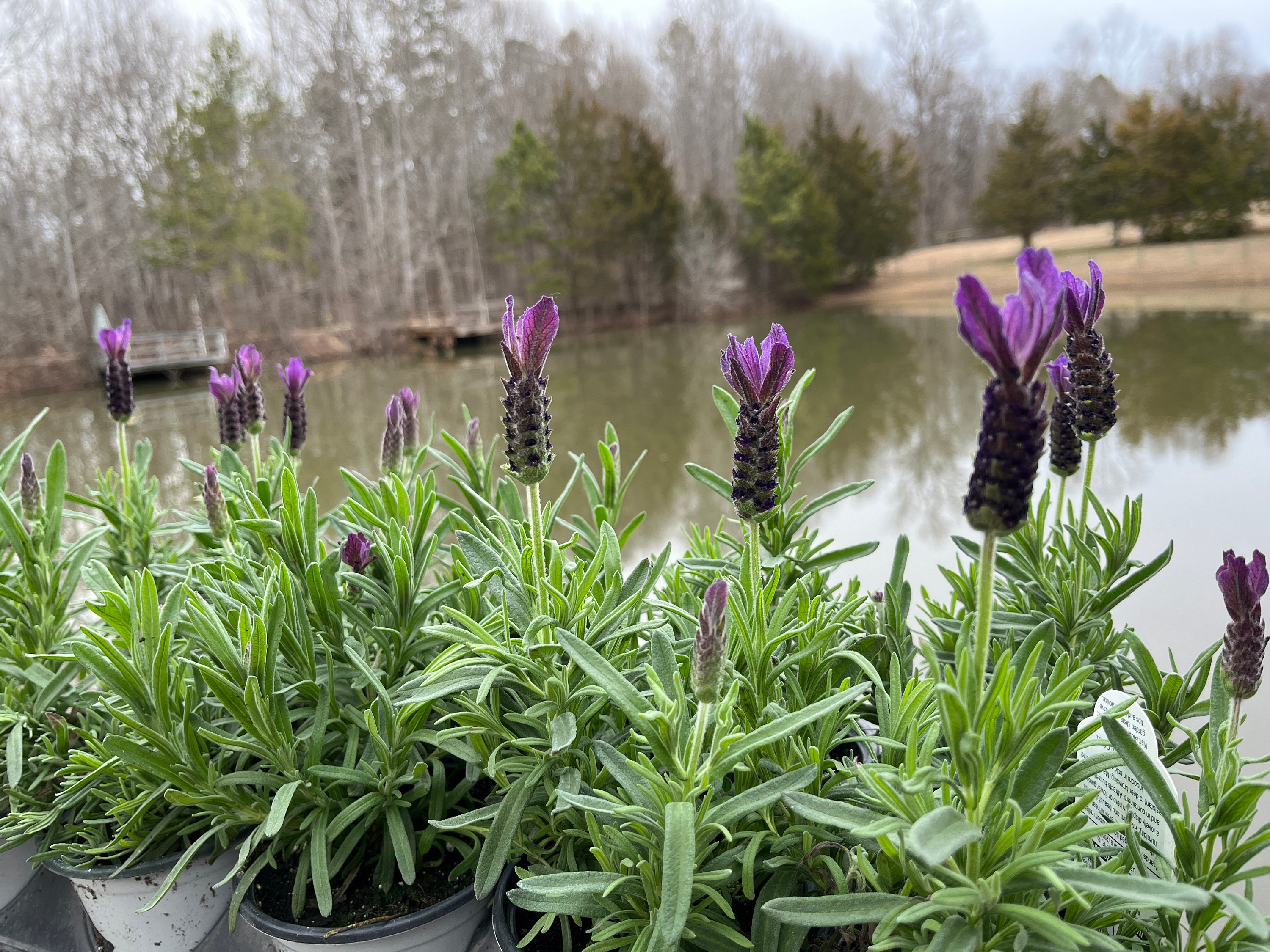 Lavandula Stoechas Spanish Lavender Plant Live, Fragrant Shrub With  Stunning Blooms 4" Pot - Etsy