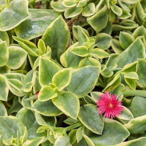 Variegated Mezoo Trailing Red Livingstone Daisy, Baby Sun Rose Plant - Great Indoor and Outdoor Plant