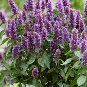 Agastache / Hummingbird Mint / Hyssop Live Plants, Healthy Starter Plants Buy 5 Get 1 For FREE Beelicious Purple