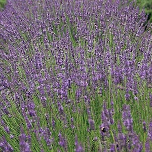 Phenomenal Lavender Live Plants, Aromatic Herb, Healthy Starter French Lavender Ready to Plant